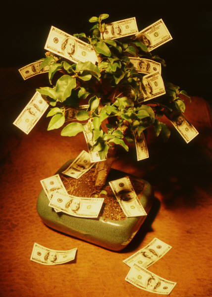 moneytree