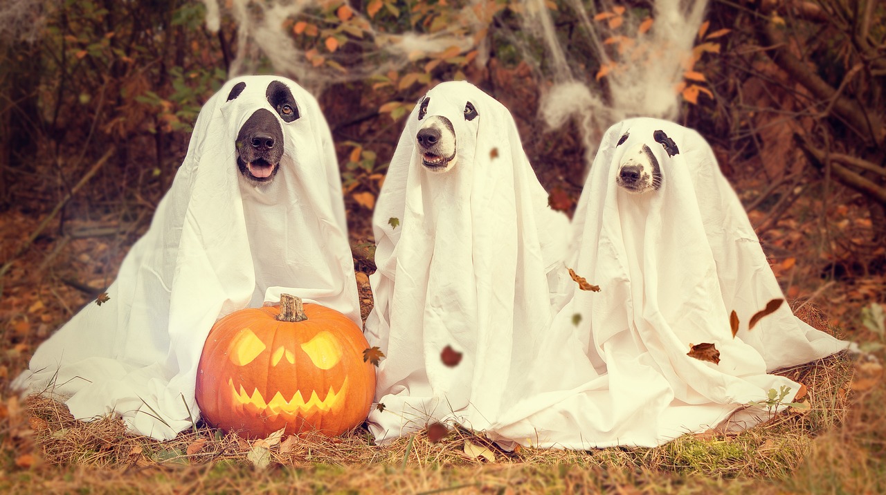 Halloween Shopping Expected to Top $12.2 Billion; Dog Owners Add to Total