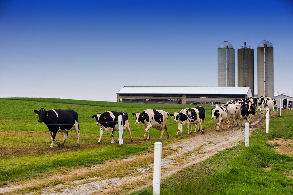 cattle_ohio-114092_960_720_Pixabay_12019